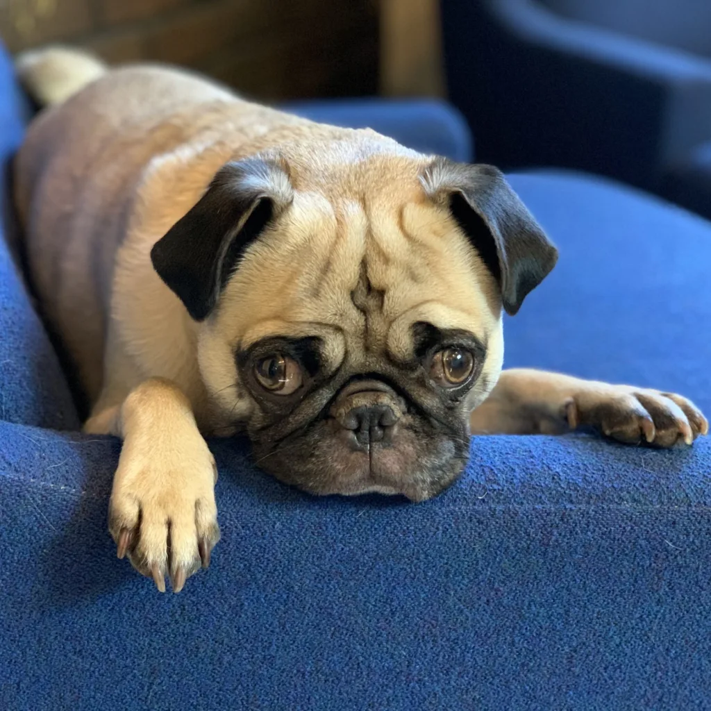 Rosie, Resident Pug for Saint Paul Media